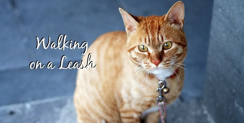 how to walk a cat on a leash