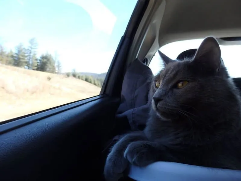 Traveling with a Cat in the Car | Fluffy Kitty