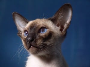 best cat breed for me siamese
