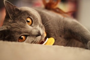 chartreux best cat breed for me