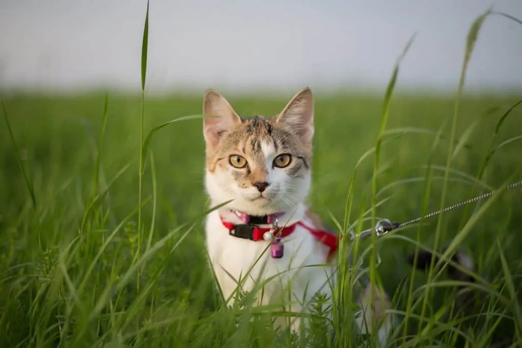 Best Cat Harnesses | Fluffy Kitty