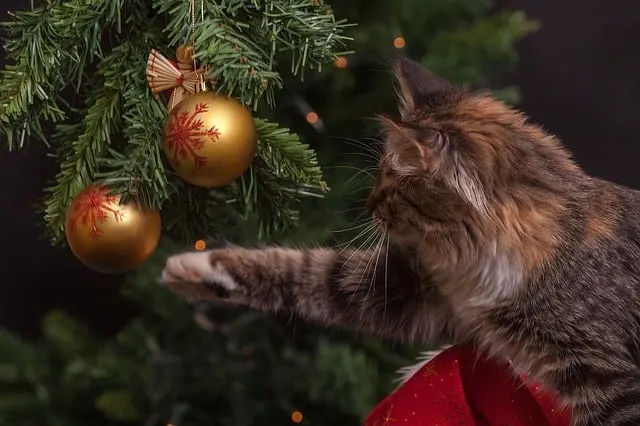 how to cat-proof your Christmas tree | Fluffy Kitty