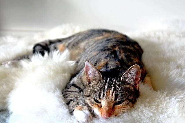 Best Cat Heating Pads | Fluffy Kitty 