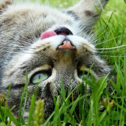 Why Do Cats Stick Their Tongues Out? | Fluffy Kitty