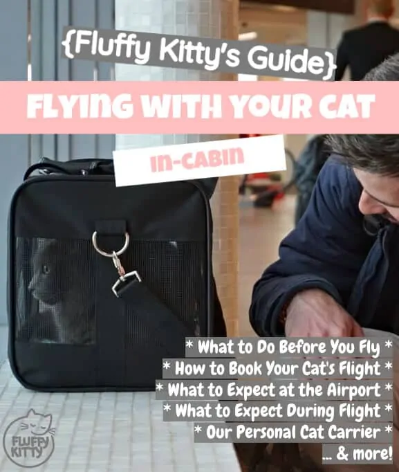 Flying with Your Cat in the Cabin | Fluffy Kitty