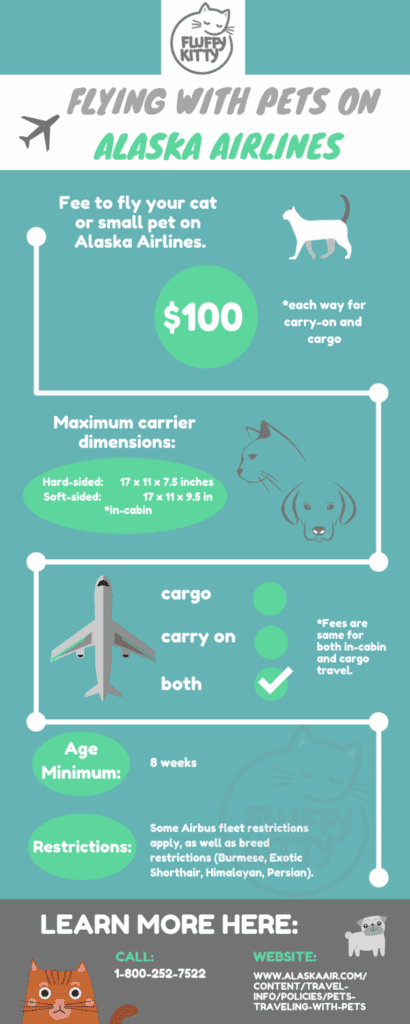 Best Airlines for Cats by Fluffy Kitty | Best Airline for Traveling with Cats