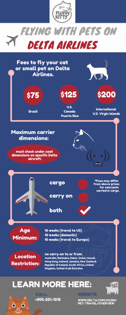 The 12 Best Airlines for Cats | Best Airlines for Traveling with Cats Compilation by Fluffy Kitty 