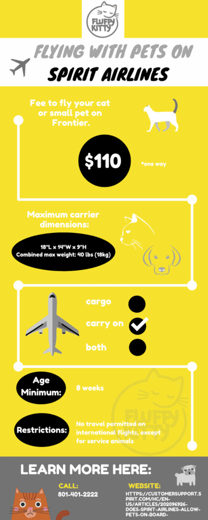 Spirit Airlines Pet Policy | Best Airlines for Cats Guide by Fluffy Kitty