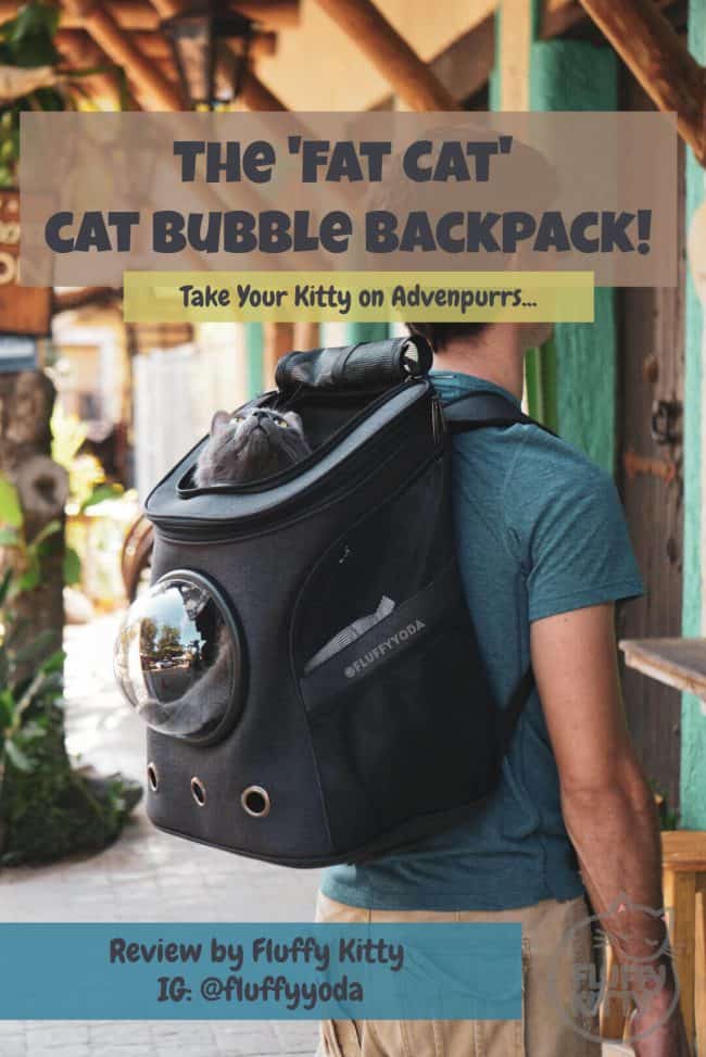 Fat Cat Backpack Review Your Cat Backpack | Fluffy Kitty