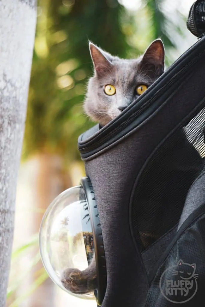 Fat Cat Backpack Review by Fluffy Kitty Blog