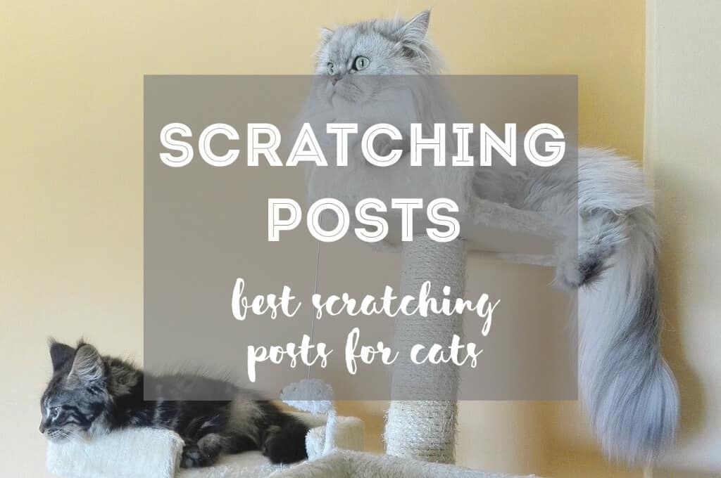 Best Scratching Post for Cats | Fluffy Kitty