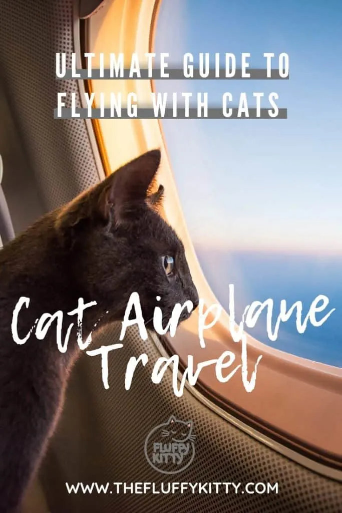 Ultimate Guide to Flying with a Cat - Learn how to fly with your cat in a plane, tips for preparing your cat to travel, packing and preparation tips, and airplane carrier recommendations, and more. Only at THE FLUFFY KITTY www.thefluffykitty.com #cats #pettravel #cattravel #planes #catblog 