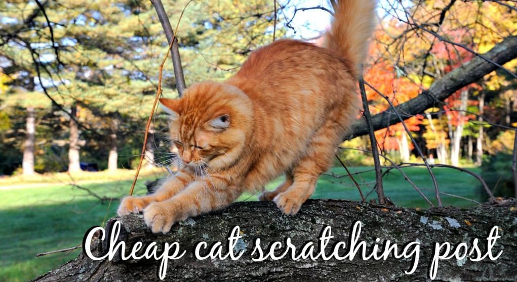 cheap cat scratching post