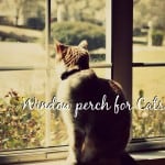 Making Your Own Homemade Cat Food {Guide + Recipes}