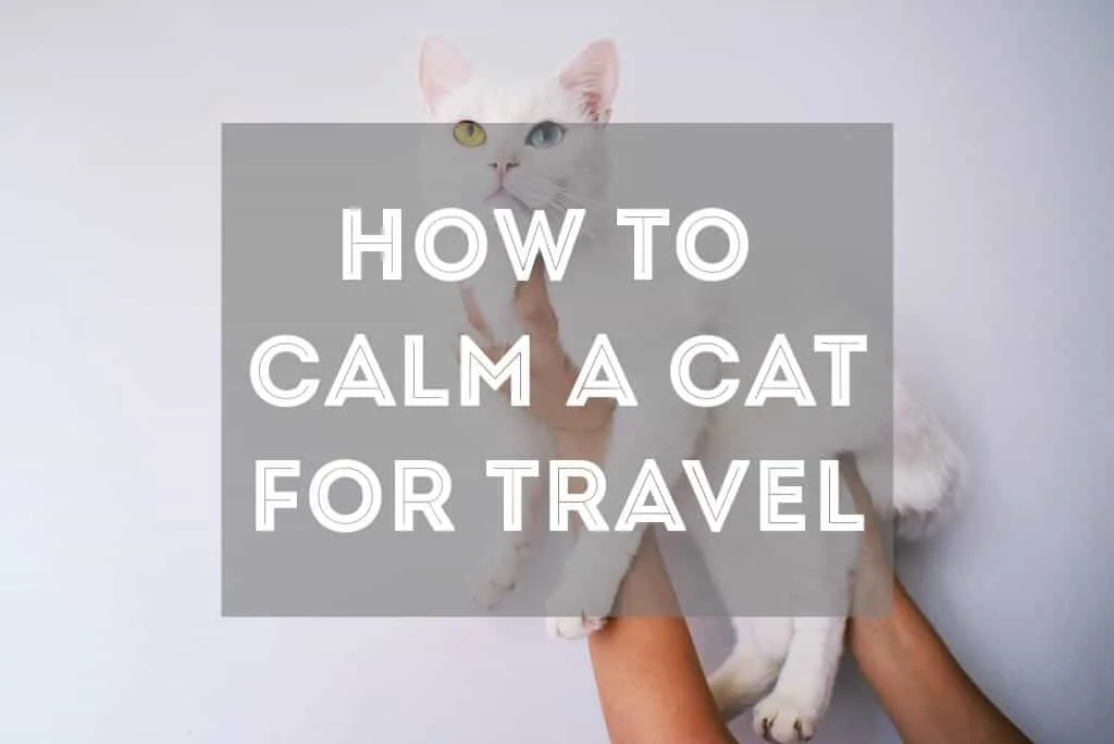 10 Tips for How to Calm a Cat Down for Travel | Fluffy Kitty thefluffykitty.com