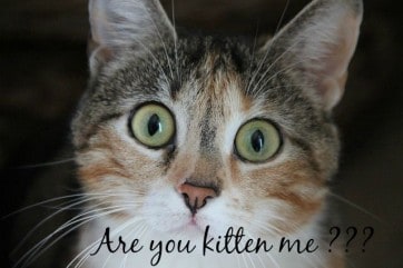 are you kitten me
