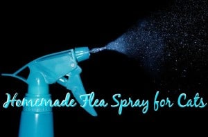 Beautiful view of How To Make Homemade Flea Spray For Cats