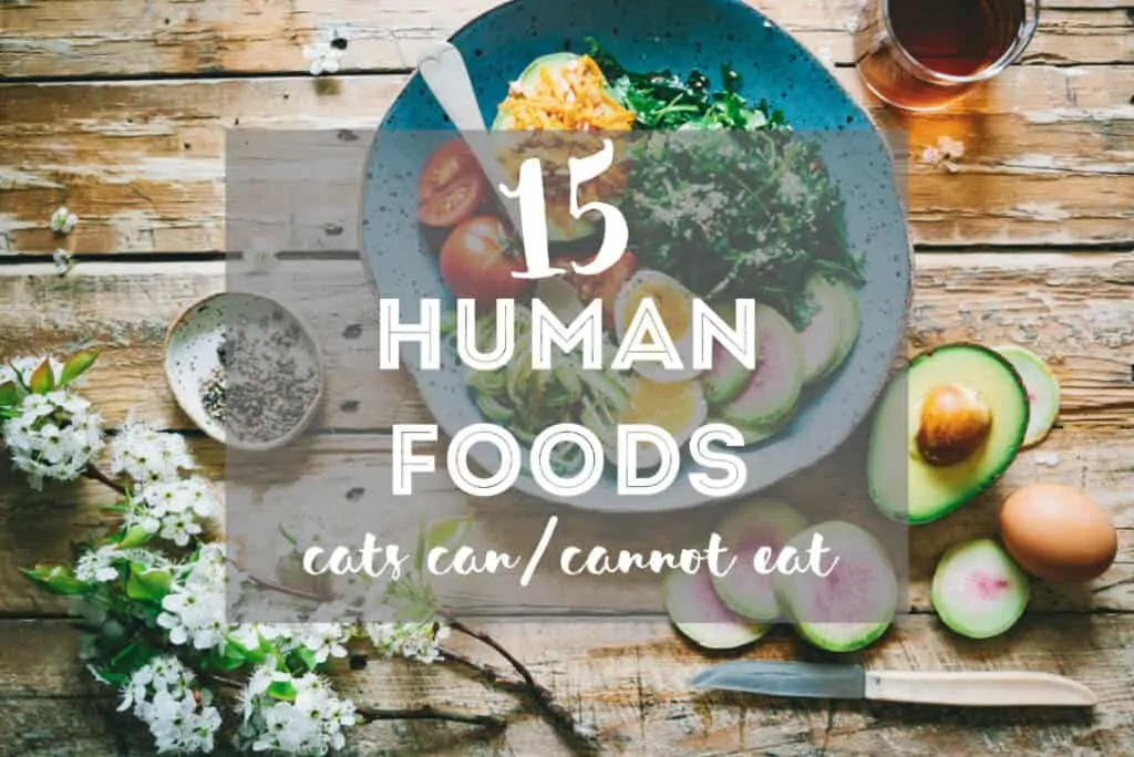 Human Food that Cats Can Eat // 15 Safe & Toxic People Foods for Cats | Fluffy Kitty Blog