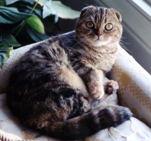 10 best cats for cuddling - scottish fold