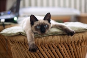 10 best cats for cuddling