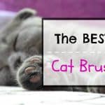 Top 10 Cat Breeds: What’s the Best Cat Breed for Me?