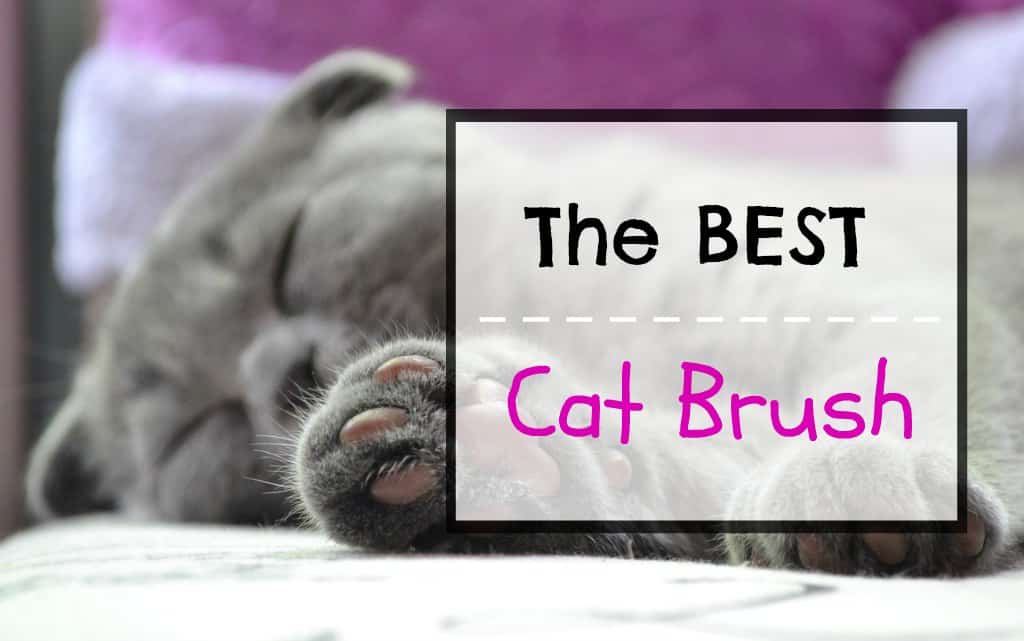 the best cat brush featured image