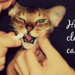 How to Clean My Cat’s Eyes | Our Guide