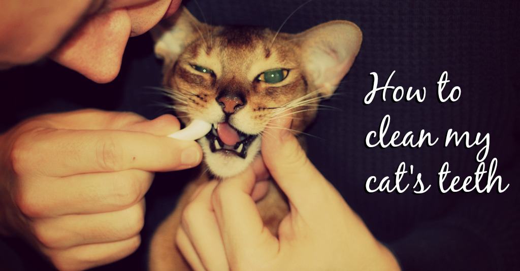 How to clean my cat's teeth header