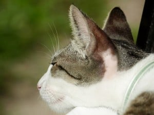 How to clean my cat's ears