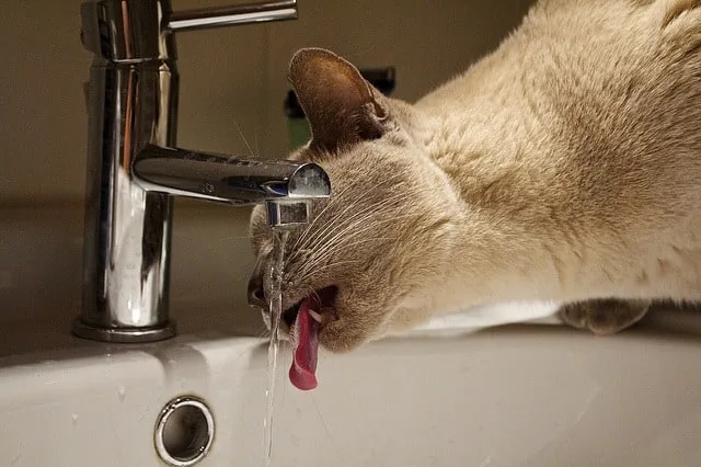 Why is my cat drinking so much water