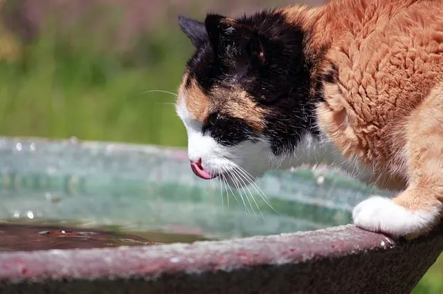 cat drinking water outside