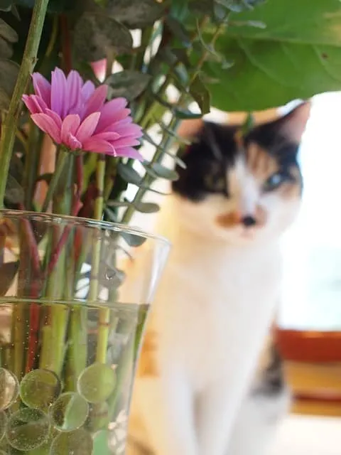 cat hiding behind plant