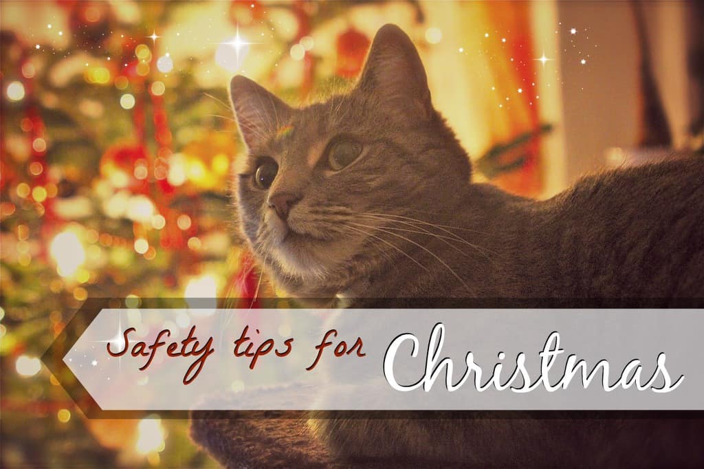 cat safety tips for christmas