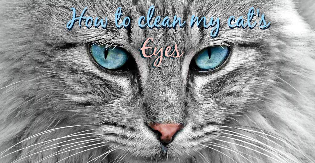 How to clean my cat's eyes