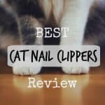 3 Best Pet Stain and Odor Removers: Reviews + Guide