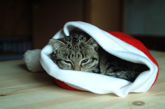 tips on how to keep your cat safe for christmas
