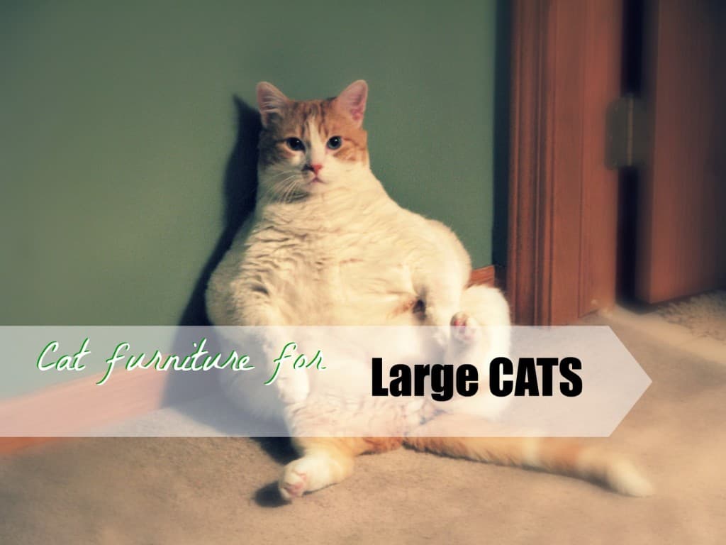 cat furniture for large cats header