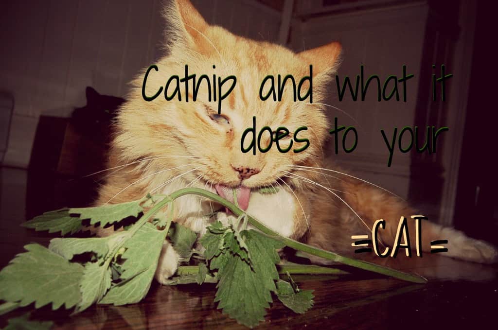 What does catnip do to your cat