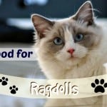 Are Meat By-Products Bad for Your Cats?
