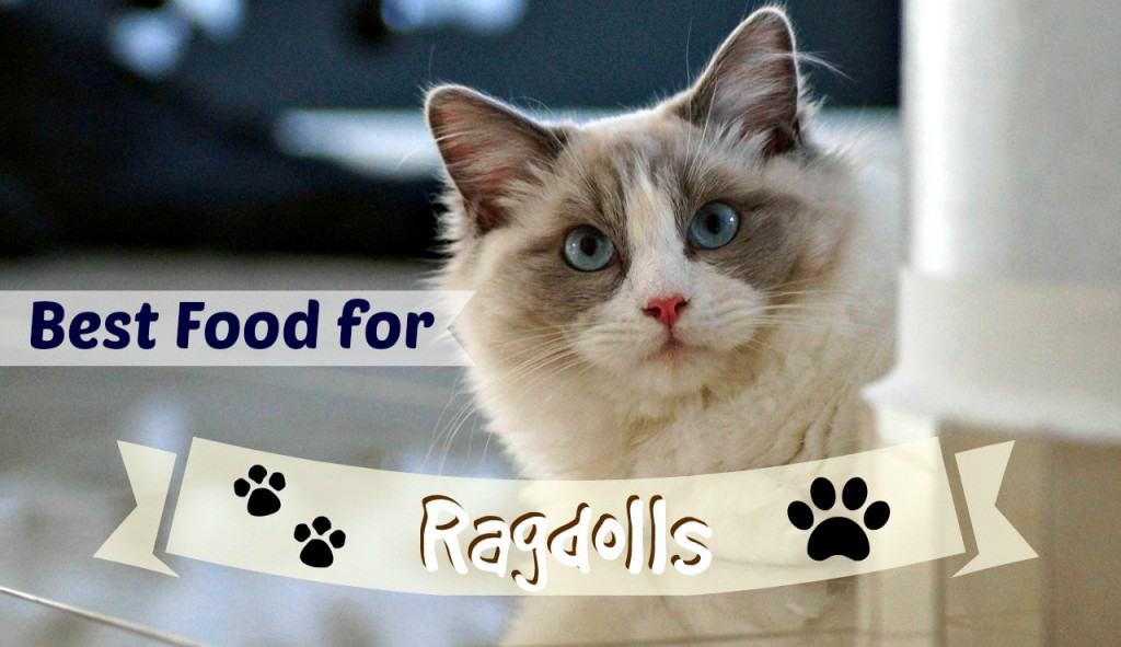 Best Cat Food for Ragdolls header