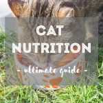 5 Best Cat Foods for Urinary Tract Health in Cats
