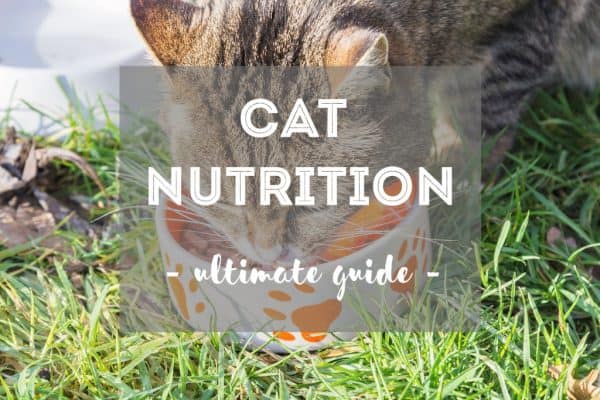 A closer look at Kitten Salmon Based Food For Urinary Health