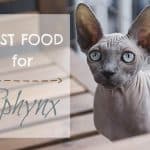 Best Cat Food for Ragdolls {Guide & Review}