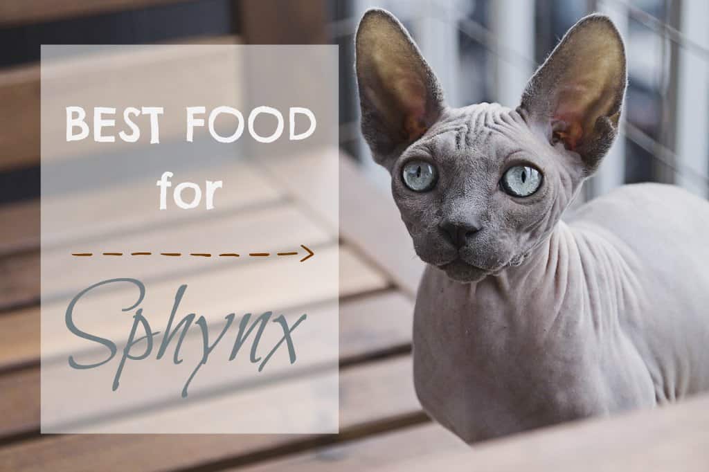 best cat food for sphynx