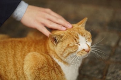 how to groom your cat at home