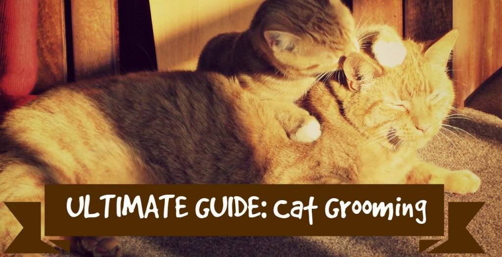 how to groom your cat at home header