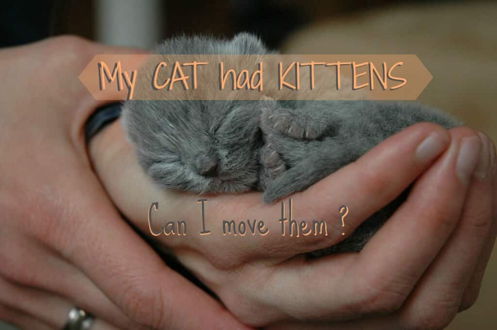 My Cat Had Kittens Can I Move Them? Ultimate Guide - Fluffy Kitty