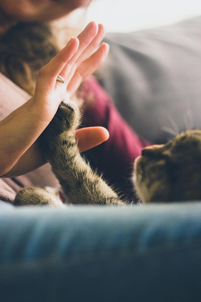 Can Cats Learn Tricks The Fluffy Kitty Can cats learn tricks the fluffy kitty