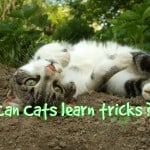 Best Biodegradable Cat Litter Review