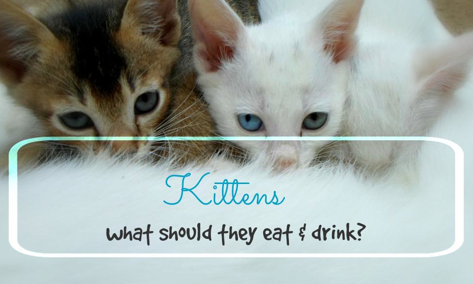 what should kittens eat & drink